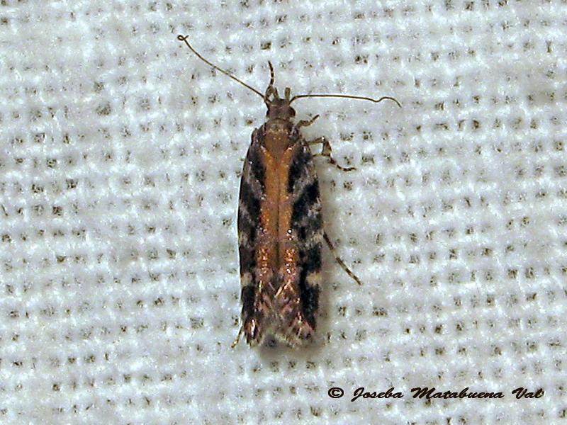 micro 2: Aristotelia ericinella  (Gelechiidae)